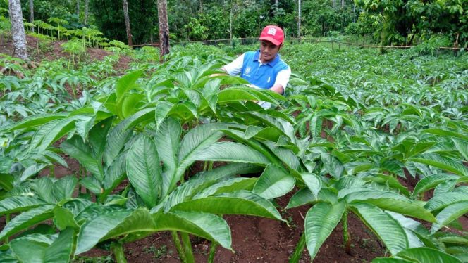 
 Tanaman Porang, Umbi-Umbian Dengan Potensi  Ekspor Yang Menjanjikan