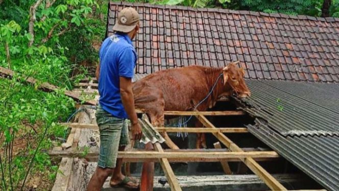 
 Tragedi Lucu: Sapi Kabur, Naik ke Atap Rumah Warga di Dusun Klepu