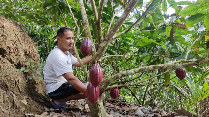 
 Potensi Kakao Desa Wonoanti, Mampu Produksi Dua Ton Dalam Sebulan