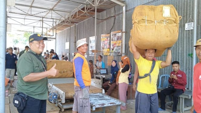 
 Tembakau Pacitan Jadi Bahan Baku Produksi Rokok Besar, Diserap oleh PT. Sadhana dan PT. HM Sampoerna