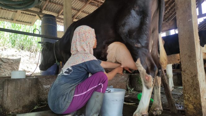 
 Peternak Sapi Perah di Tegalombo Sambut Baik Program Makan Siang Gratis, Peluang Besar Tingkatkan Nilai Jual Susu