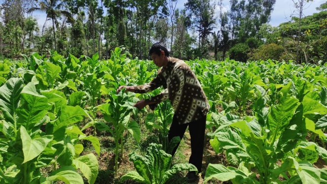 
 Petani Tembakau Pacitan Puas dengan Dukungan Pemerintah, Harga Stabil dan BLT DBHCHT Jadi Solusi Kesejahteraan