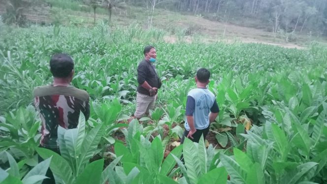
 Buruh Tani Tembakau di Pacitan Terima Manfaat DBHCHT, Senang Dapat Perhatian dari Pemerintah