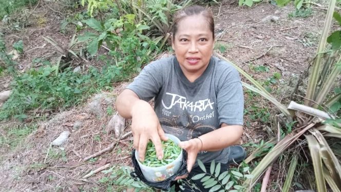 
 Hujan Datang, Warga Dusun Jambu Pacitan Ramai-Ramai Cari Enthung Johar di Hutan
