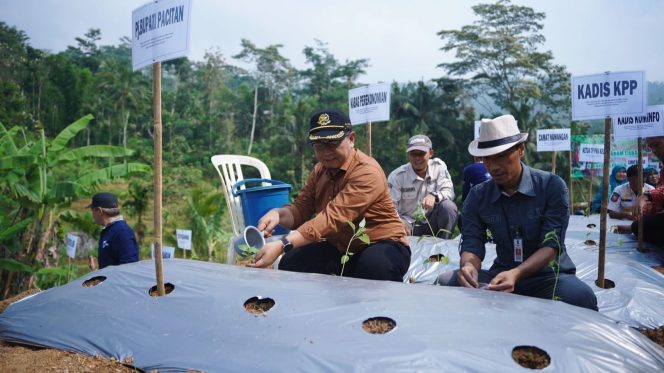 
 Tekan Inflasi, Pemkab Pacitan Ajak Masyarakat Tanam Cabai