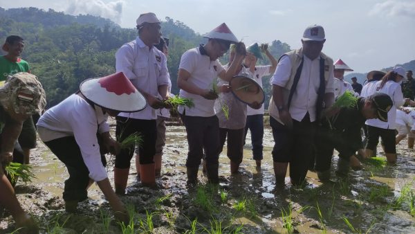 Budiman Sudjatmiko Tanam Padi Bersama Petani Pacitan, Serahkan Bantuan Benih