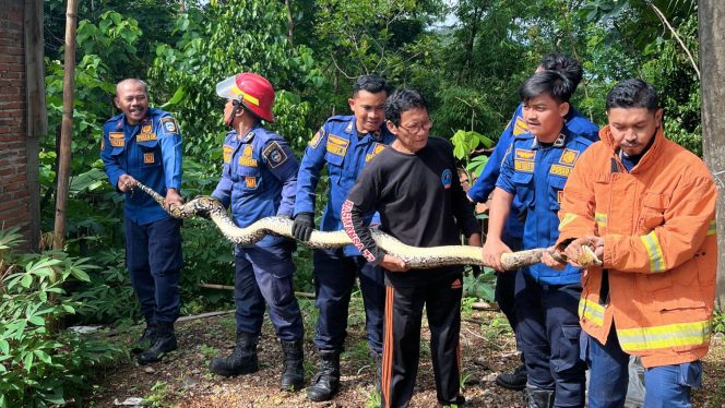 
 Ular Piton Sepanjang 2 Meter Lebih, Dievakuasi Damkar Pacitan