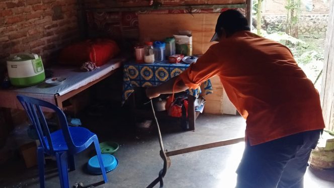 
 Nugroho Animal Rescue Mengevakuasi Ular Masuk Rumah (foto: Istimewa) 