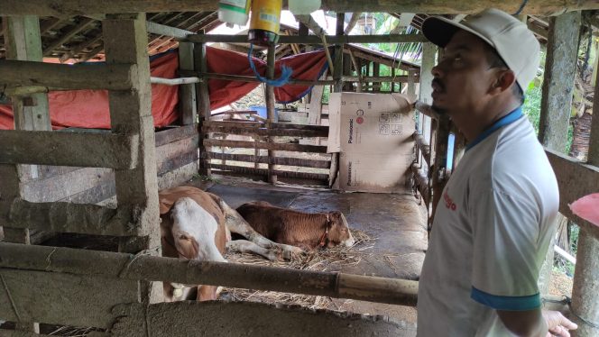 
 Peternak Sidomulyo Punya Ramuan Khusus Atasi PMK pada Sapi