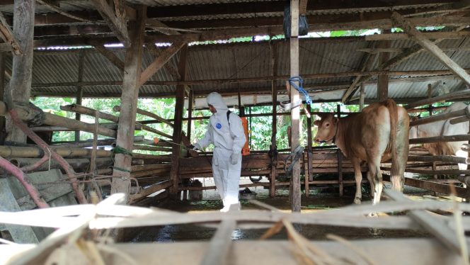 
 PMK Ibarat Sariawan, Ini Langkah Mengatasinya