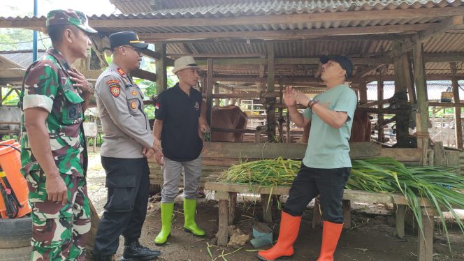 
 67 Sapi Mati, Kasus PMK Bertambah Jadi 1006 Ekor