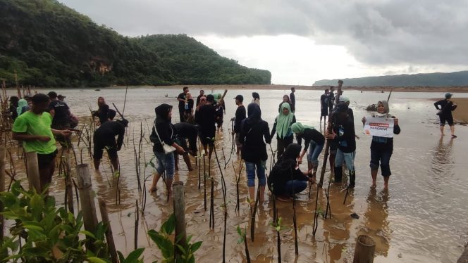 
 Pokmas dan Rumah Zakat Pacitan Tanam 2.000 Bibit Mangrove di Watumejo Mangrove Park