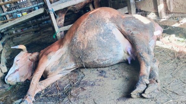 Peternak Tulakan Ketakutan, Ratusan Sapi Dijual Paksa setelah 15 Sapi Mati Mendadak