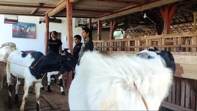 
 Harga Kambing di Pacitan Turun Drastis Akibat Wabah PMK