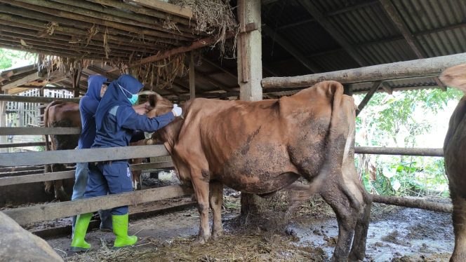 
 Vaksinasi PMK Gencar Dilakukan di Kecamatan Pringkuku, Pacitan