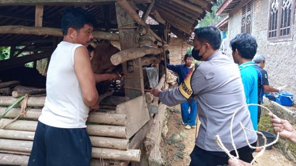 Vaksinasi PMK di Desa Gondosari, Punung Upaya Mencegah Penyebaran yang Meluas