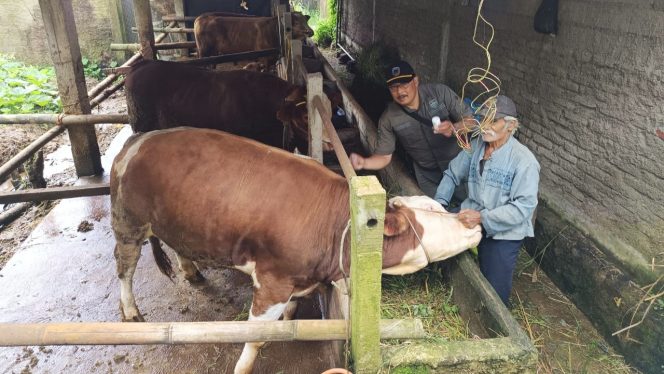 
 Vaksinasi PMK Gencar di Nawangan, 500 Sapi Terima Suntikan Vaksin