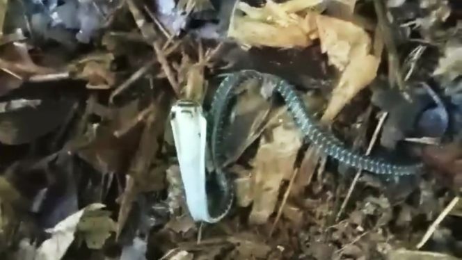 
 Warga Desa Wonogondo Temukan Sarang King Cobra dengan Puluhan Telur di Kebun