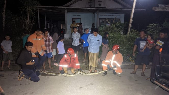 
 Dua Malam Berturut-turut, Damkar Pacitan Evakuasi Ular Piton