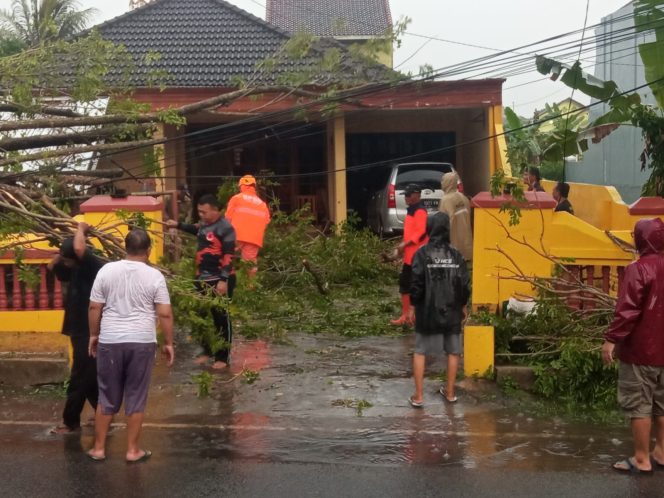 
 Hujan Deras Disertai Angin, Pohon Tumbang Timpa Garasi Warga Pacitan