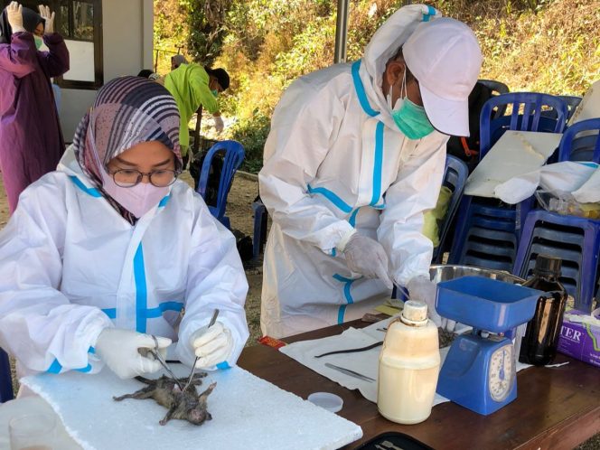 
 Kasus Leptospirosis Menurun di Ngadirojo, Puskesmas Gencarkan Pencegahan