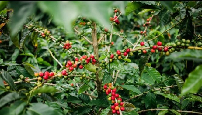 
 Dari Lereng Nawangan, Kopi Robusta Jadi Ikon Agrowisata Pacitan