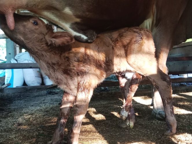 
 Pedet Berkaki Enam Lahir di Pringkuku, Pacitan, Bikin Heboh Warga