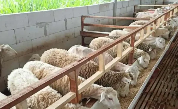 Desa Jeruk Siap Jadi Kawasan Pengembangan Peternakan Domba Unggulan di Pacitan