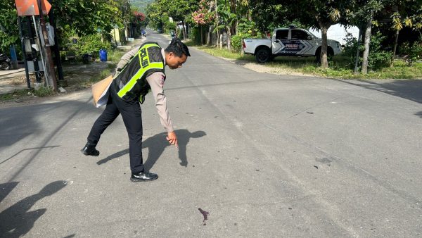 Fokus Lihat Google Maps, Kofifah Tabrak Innova di Perempatan Plelen Pacitan