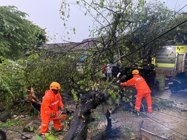 Hujan Deras dan Angin Kencang, Pohon Tumbang Hambat Lalu Lintas Pacitan–Ponorogo