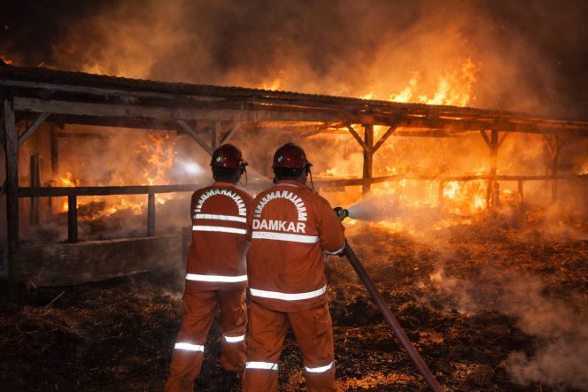
 Bersihkan Sampah Kandang Sapi Milik Warga Donorojo Pacitn Terbakar