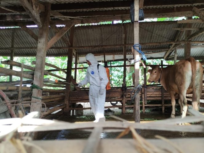 
 Kasus PMK Masih Ditemukan, Dinas Pastikan Tak Ada Lonjakan