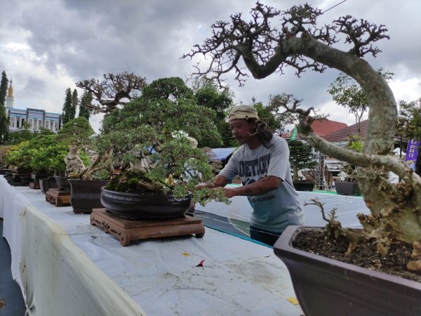 252 Bonsai Ramaikan Kontes HUT Pacitan ke-281, Harga Ada yang Tembus Rp 50 Juta
