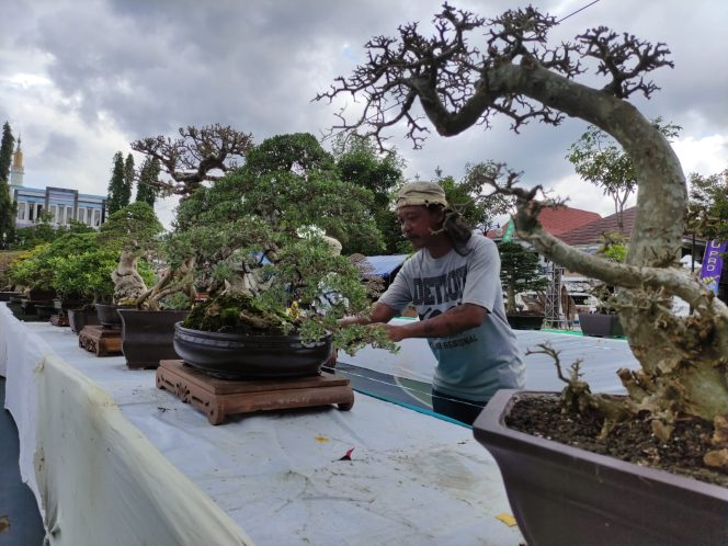 
 252 Bonsai Ramaikan Kontes HUT Pacitan ke-281, Harga Ada yang Tembus Rp 50 Juta