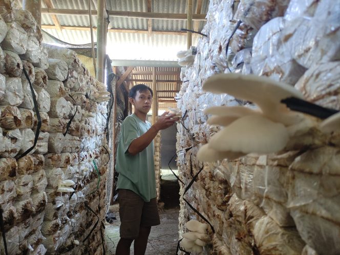 
 Berawal dari 170 Baglog, Pasutri di Wonoanti Pacitan Kini Kelola 25 Ribu Baglog Jamur Tiram